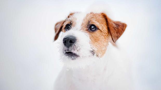 Comment protéger les animaux domestiques par temps froid