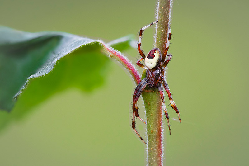 les insectes du printemps se concentrent