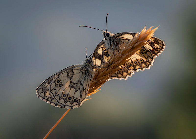 insectes de printemps des compositions simples