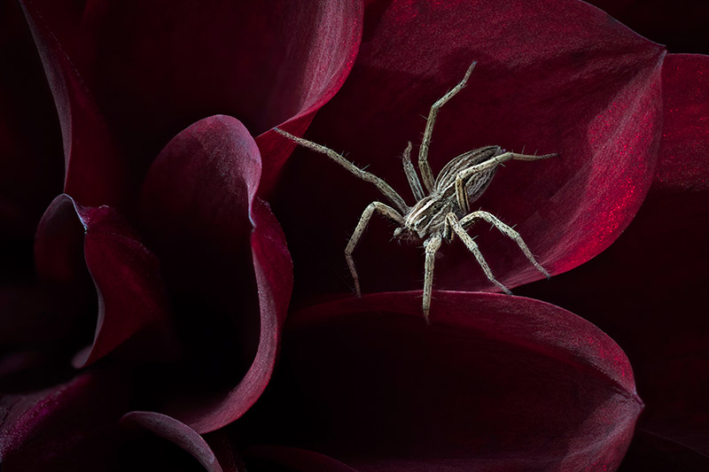 insectes de printemps restent locaux