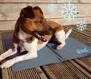 tapis cool pour chiens