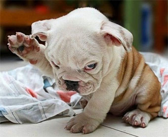 un hot-dog peut être un chien grincheux