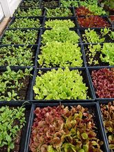 Plants de laitue