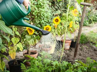 Arrosoir - utilisez-le pour protéger les plantes pendant la canicule