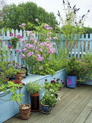 Petit jardin avec la plantation de conteneurs