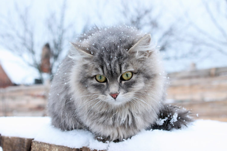 chat gris sibérien poilu dans la neige