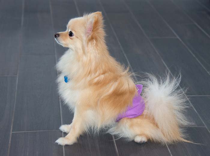 6 choses à faire avec une chienne en chaleur