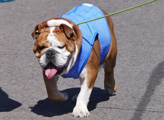 Obligatoire Crédit: Photo de Geoffrey Swaine / REX / Shutterstock (9730856e) Chien marchant par temps chaud à Henley on Thames Oxfordshire Temps saisonniers, Royaume-Uni - 29 juin 2018
