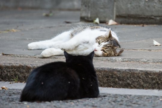 Alamy Live News. PAKB20 Londres, Royaume-Uni. 23 juillet 2018. Larry et Palmerston, les chats de Downing Street, s'observent le jour le plus chaud de l'année. Larry, chef Mouser de 10 Downing Street, et Palmerston, son équivalent dans le Foreign and Commonwealth Office, sont connus pour se disputer et se battre à plusieurs reprises dans le passé. Crédit: Mark Kerrison / Alamy Live News Il s'agit d'une image Alamy Live News et ne fait peut-être pas partie de votre contrat actuel avec Alamy. En cas de doute, veuillez contacter notre équipe de vente pour vérifier.