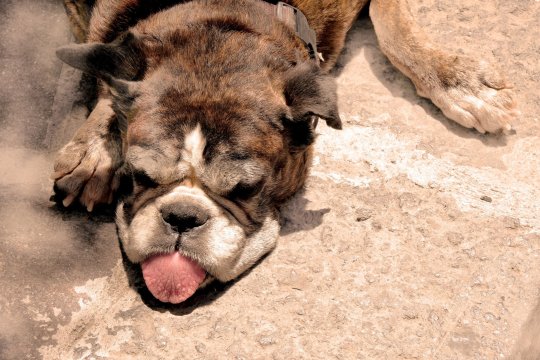 Un bouledogue fatigué et chaud, allongé sur le sol, chevauchant ses pattes antérieures