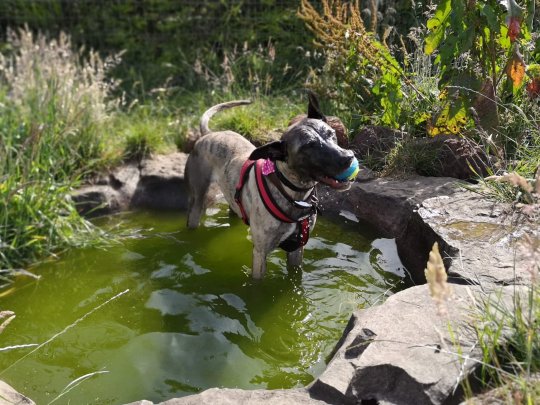 (Photo: RSPCA)