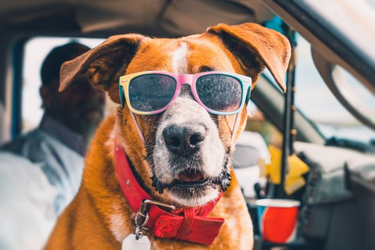 Chien cool portant des lunettes de soleil colorées regardant par la fenêtre de la camionnette, profitant de la balade sur l'autoroute américaine.
