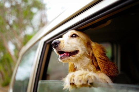 Notre chiot cocker américain, son nom est Pao Tung (swell de poche). Il va sauter une voiture sans invitation. Bien sûr, tout au long du voyage, je ne peux pas fermer les vitres de ma voiture. Il semble qu'il n'aime pas voyager avec nous. C'est comme la fenêtre du vent.