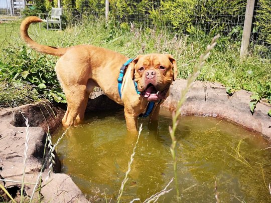 (Photo: RSPCA)