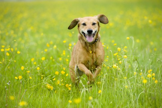 beau chien brun dans un champ de boutons d'or