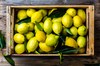 citrons