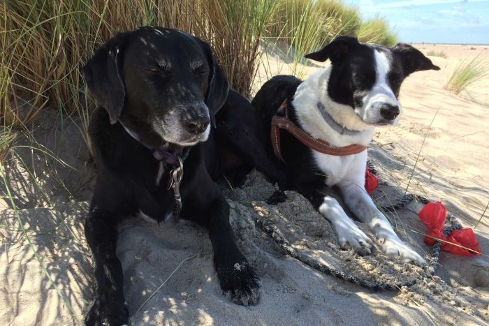 Chiens à l'ombre sur une plage Un chien noir et noir et blanc assis à l'ombre des plantes sur une plage