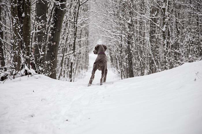 Promener les chiens en hiver Promener les chiens en hiver