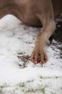 Essuyer les pattes de chien après une promenade