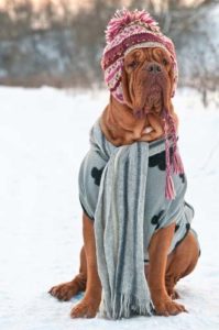 Faites-les porter un pull pour chien