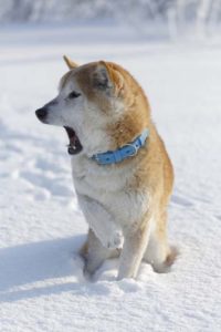 Rechercher des signes indiquant que votre chien est trop froid