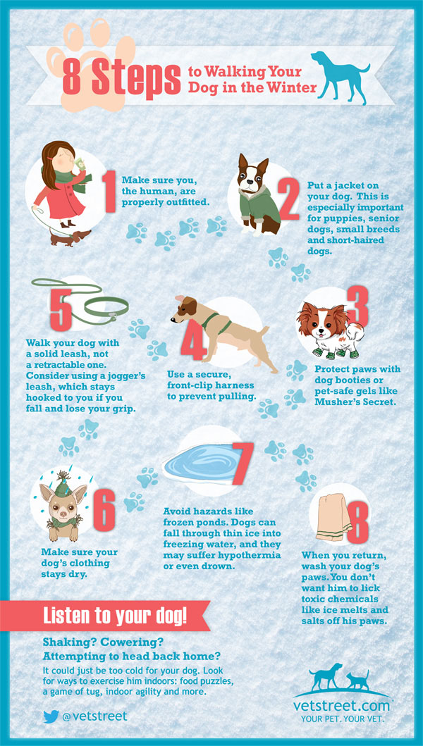 Infographie de la marche hivernale du chien Infographie de la marche hivernale du chien