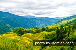 Les rizières en terrasses de Longji en automne