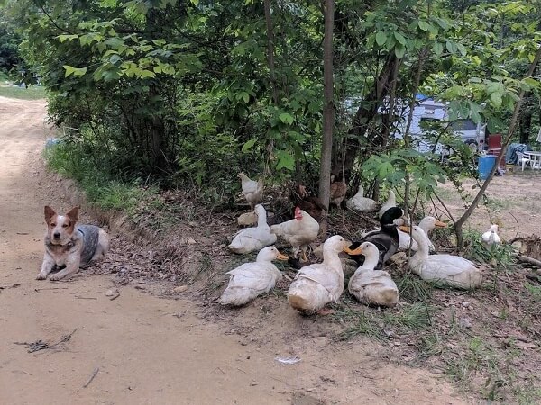 Canards, poulets, ombre "width =" 600 "height =" 450 "class =" wp-image-5012 "de taille complète" srcset = "https://homesteadsurvivalsite.com/wp-content/uploads/ducks-chickens-shade .jpg 600w, https://homesteadsurvivalsite.com/wp-content/uploads/ducks-chickens-shade-300x225.jpg 300w, https://homesteadsurvivalsite.com/wp-content/uploads/ducks-chickens-shade-185x13 .jpg 185w, https://homesteadsurvivalsite.com/wp-content/uploads/ducks-chickens-shade-320x240.jpg 320w "tailles =" (largeur maximale: 600px) 100vw, 600px