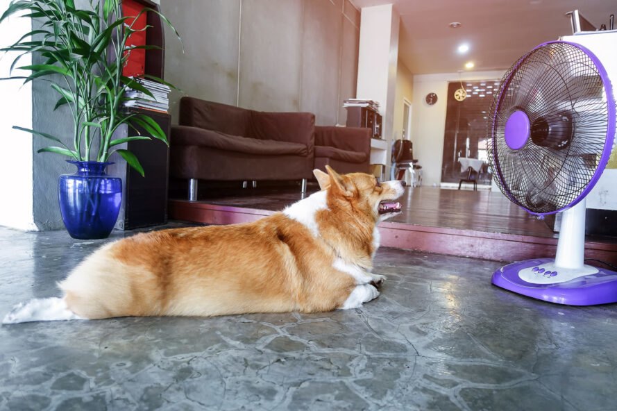 Corgi allongé devant un éventail violet