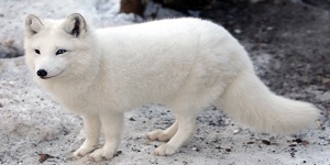Le renard arctique
