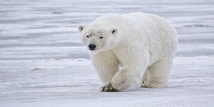 Ours polaire, près, Kaktovik, île barter, alaska