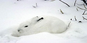 Lièvre arctique