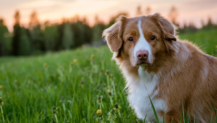 Chien à Kosula, Tuusniemi, Finlande