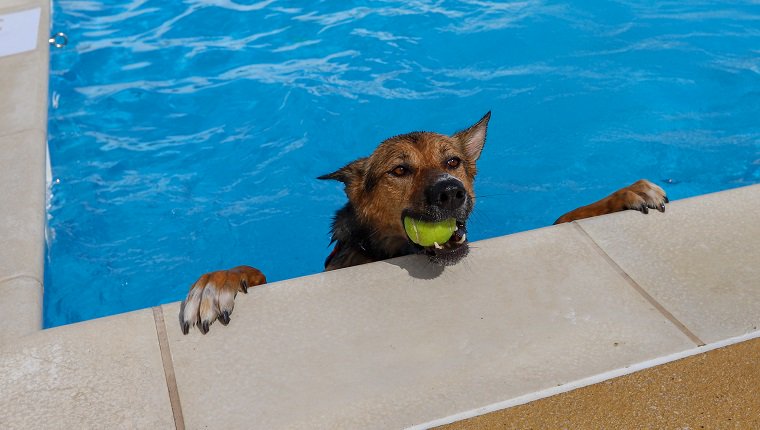 Chien dans la piscine avec boule dans la bouche