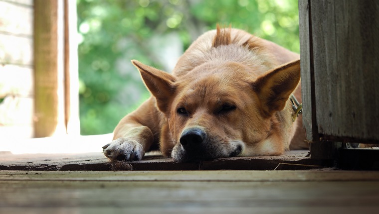 Le chien est grand, le rouge est endormi au seuil d'une maison de village. Le nez d'un chien est piqué par un moustique