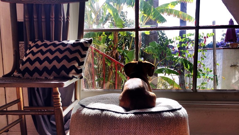 Chien assis sur un siège ottoman tout en regardant par la fenêtre à la maison