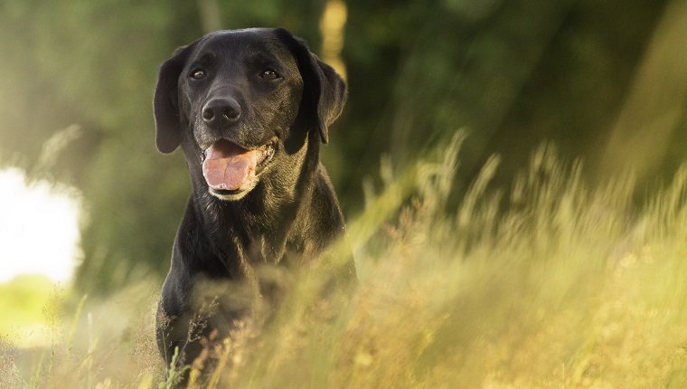 Un chien noir qui semble heureux dans la caméra