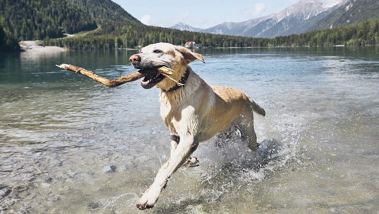 Chien courant dans le lac contre ciel