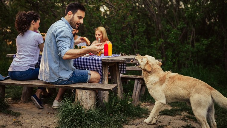 Jeune homme en train de nourrir un chien avec un morceau de barbecue