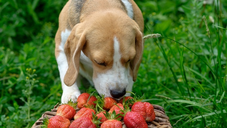 Le chien Beagle reniflant dans le jardin d'été des fraises rouges fraîchement cueillies dans un panier en osier