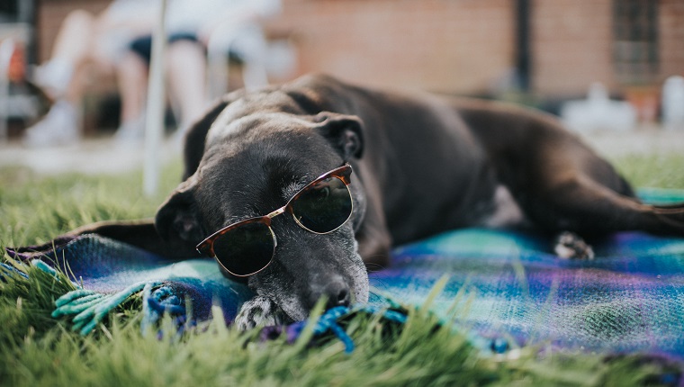 Chien plus âgé, couché sur un tapis, sur l'herbe, portant des lunettes de soleil.