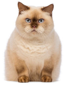 Gardez votre chat arthritique plus à l'aise pendant l'hiver. "Align =" right "class =" articleimage