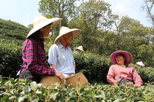 cueillir des feuilles de thé avec la population locale