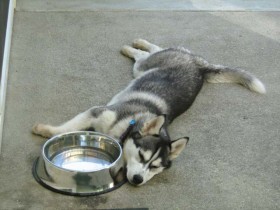 Jeune Husky de Sibérie allongé à côté d'un bol d'eau sur un porche en béton.
