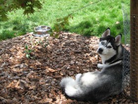 Chien Husky Sibérien se reposant à l'ombre pour se rafraîchir pendant une journée d'été.