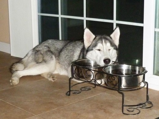 Husky repose la tête sur des bols d'eau.