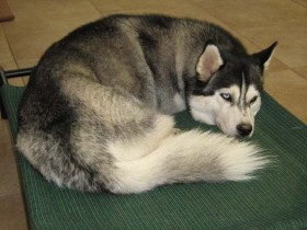 Husky Sibérien se repose sur son lit de chien surélevé à l'intérieur de la maison pour rester au frais pendant l'été. 
