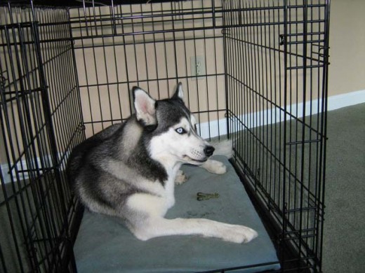 Chien Husky à 3 pattes traînant dans sa caisse avec la porte ouverte.