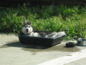Jeune chien Husky sibérien (tête haute) se rafraîchissant dans une pataugeoire en plastique, pendant une chaude journée d'été.