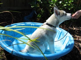Le chiot Husky Lara fait une Sit dans sa petite piscine à chiots.